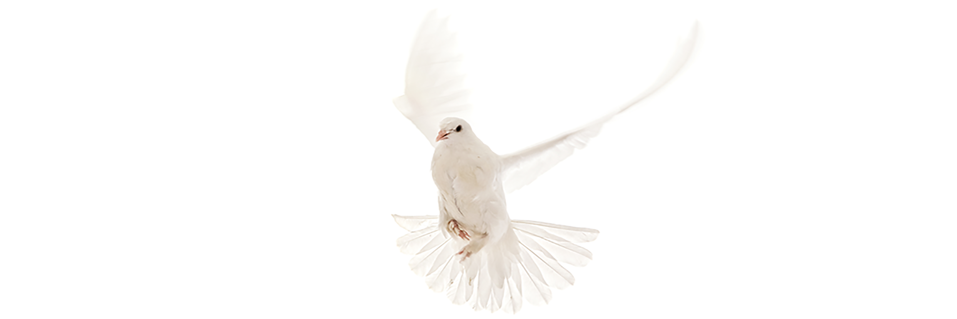 Paroisse Bienheureuse-Mère-Saint-Louis